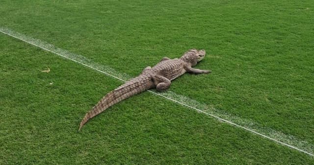 Acredite se quiser: um jacaré invadiu o CT do Vasco